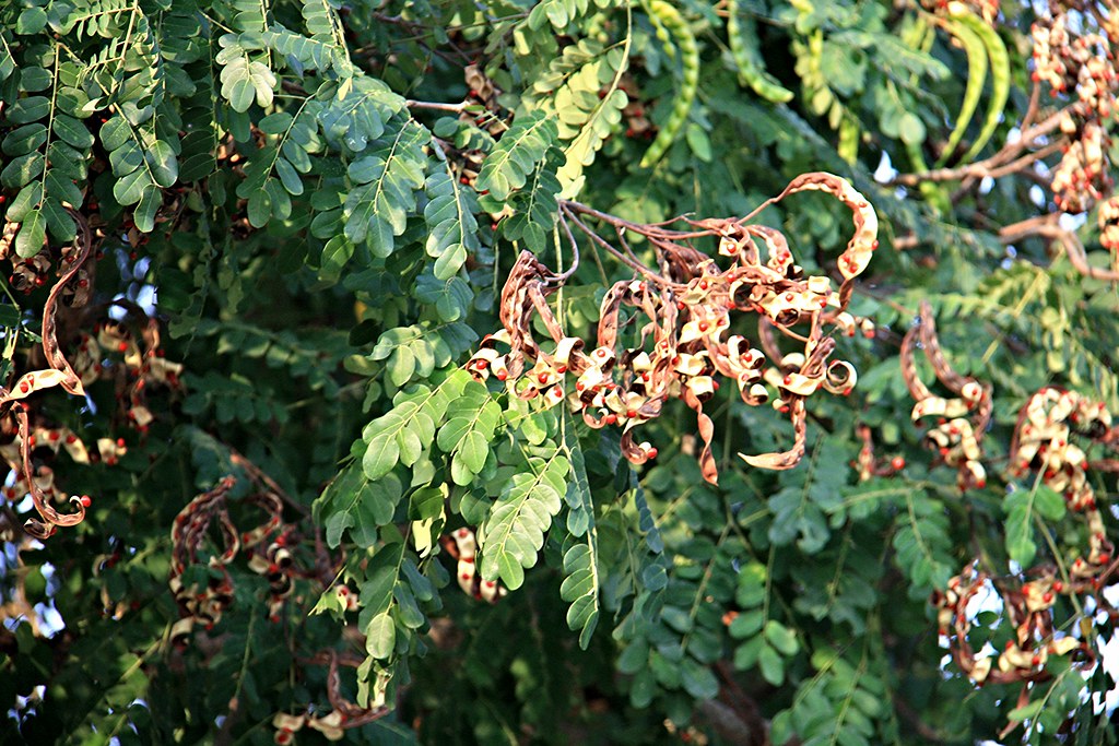 Adenanthera pavonina L.