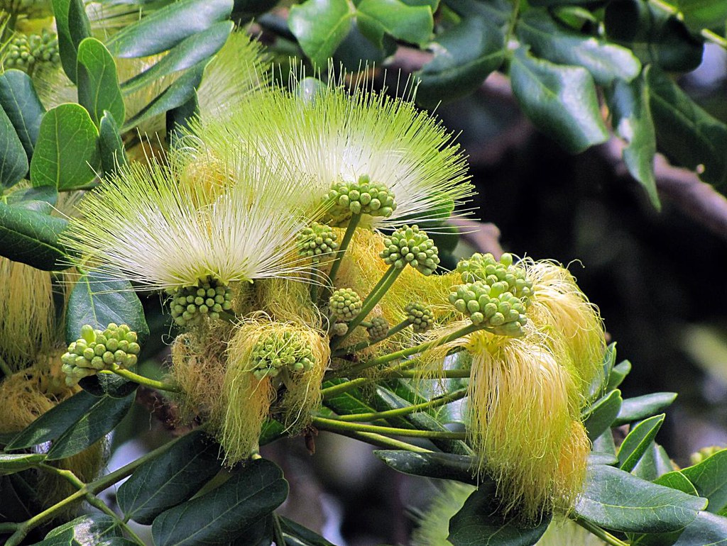 Albizia lebbeck (L.) Benth