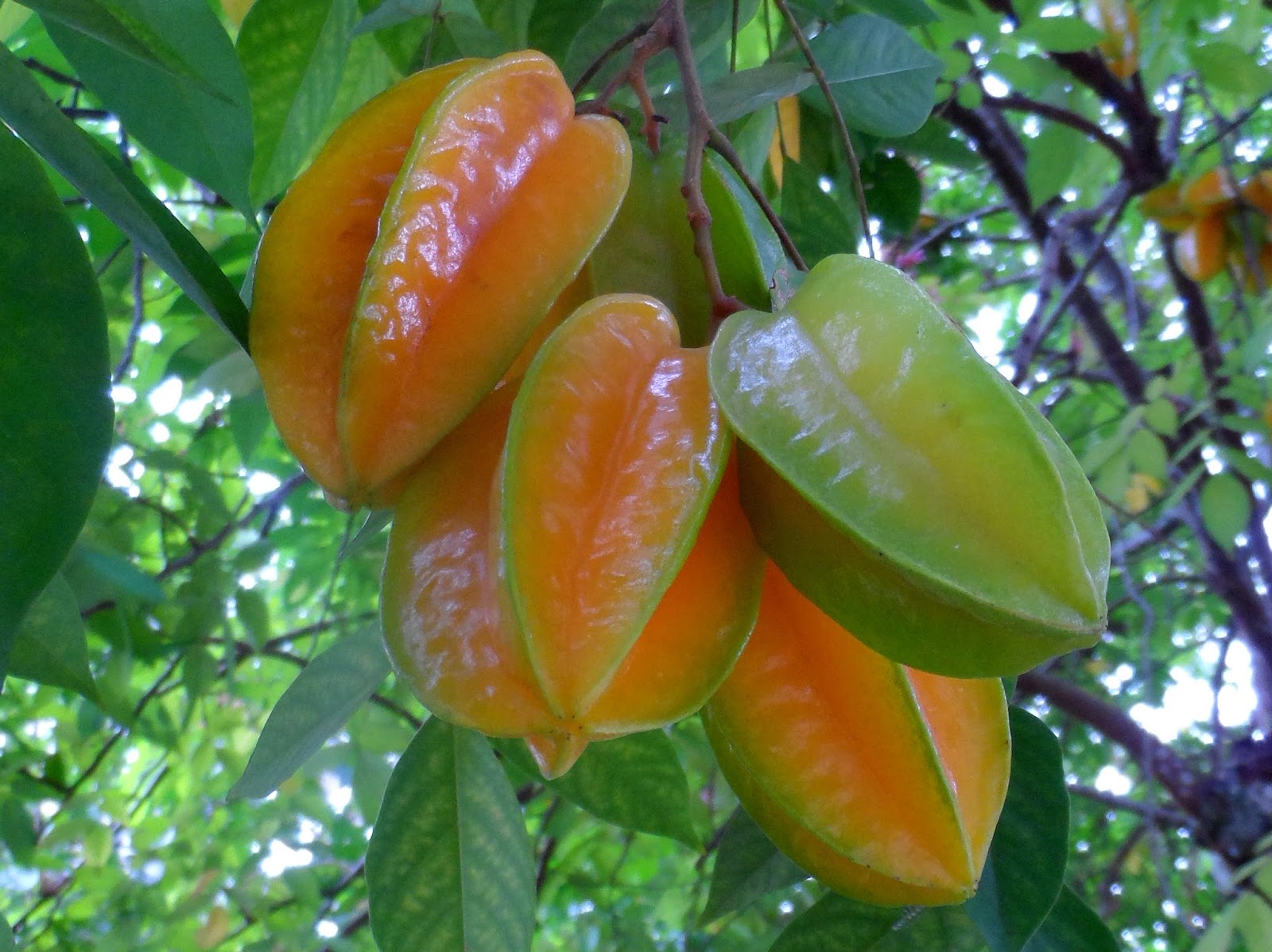 Averrhoa carambola L.