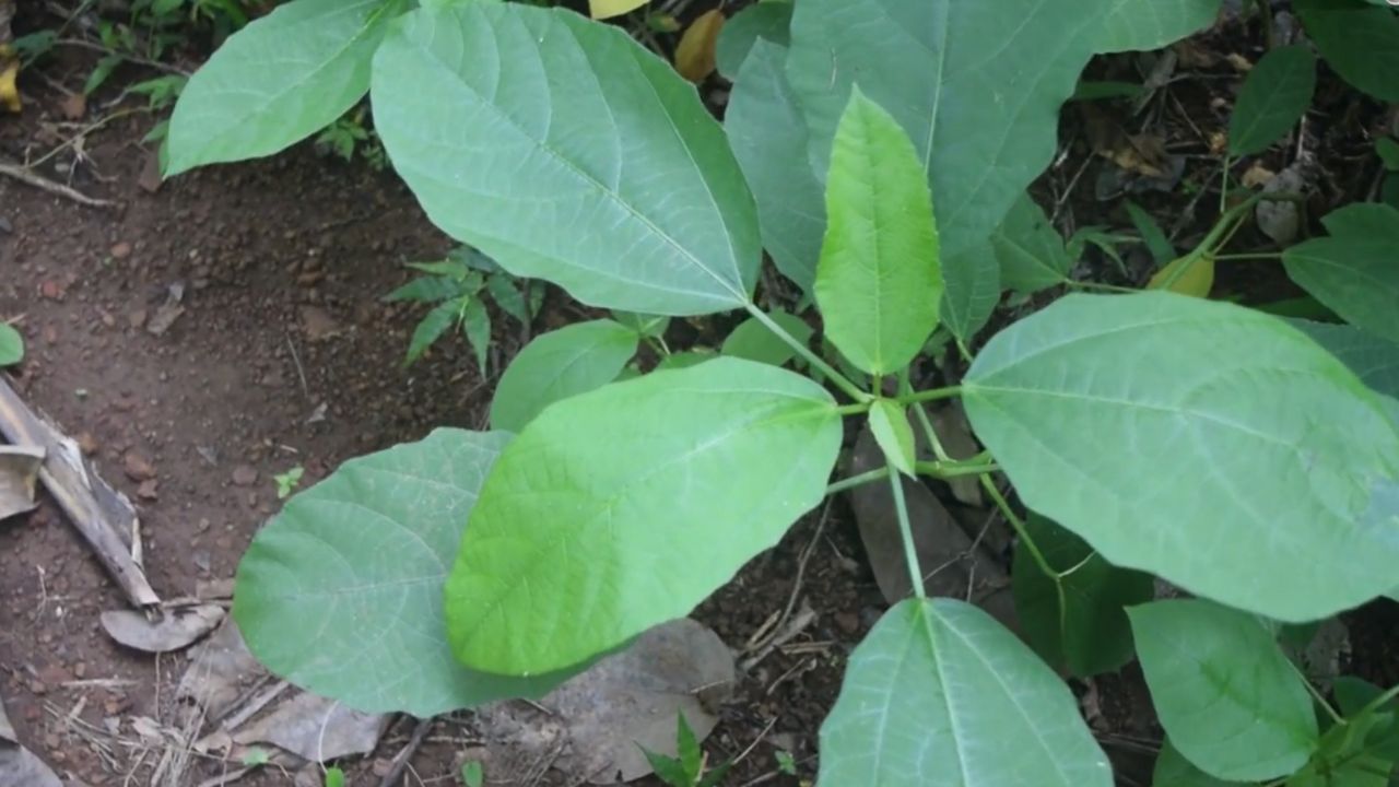 Baliospermum solanifolium (Burm.) Suresh