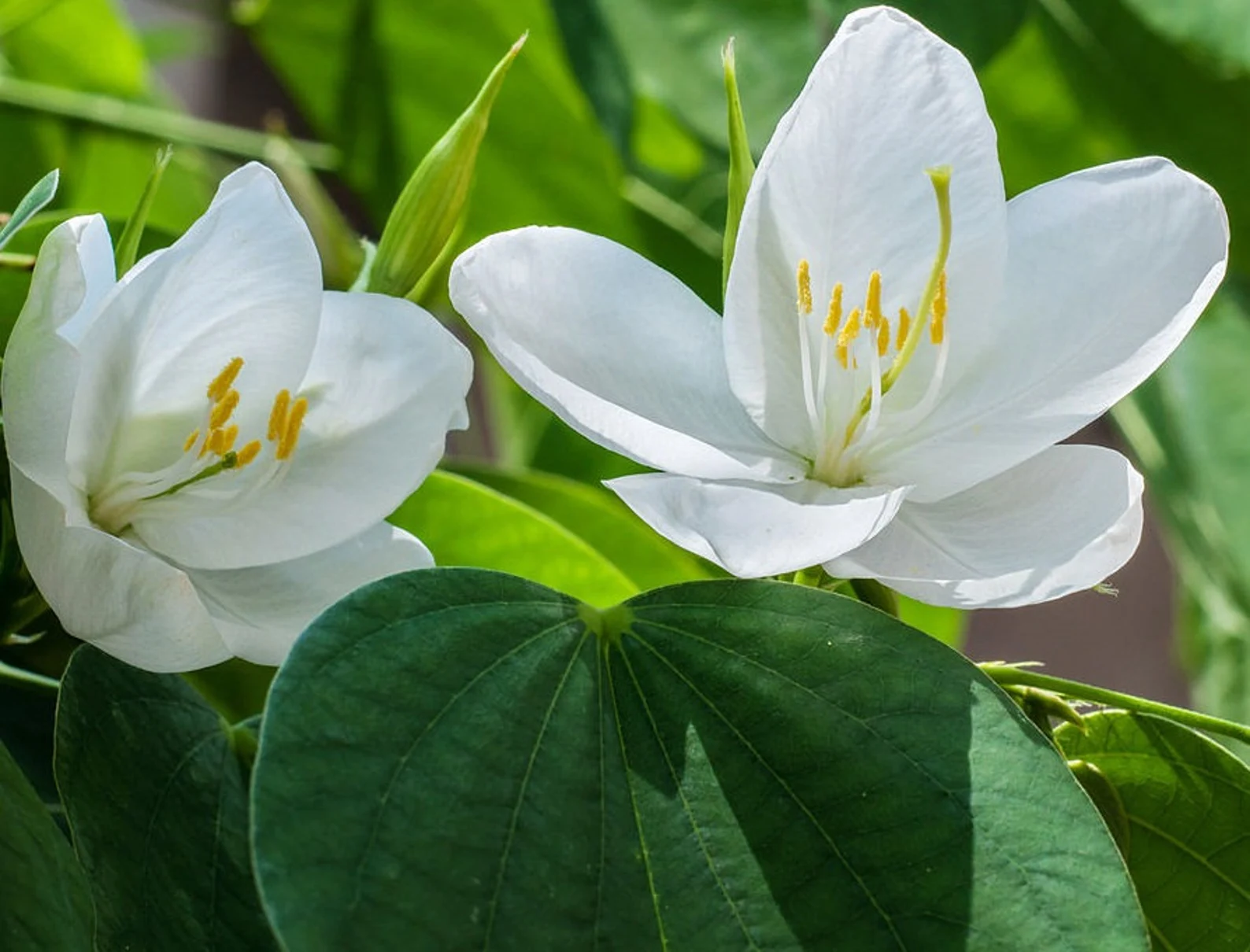 Bauhinia racemosa Lam.