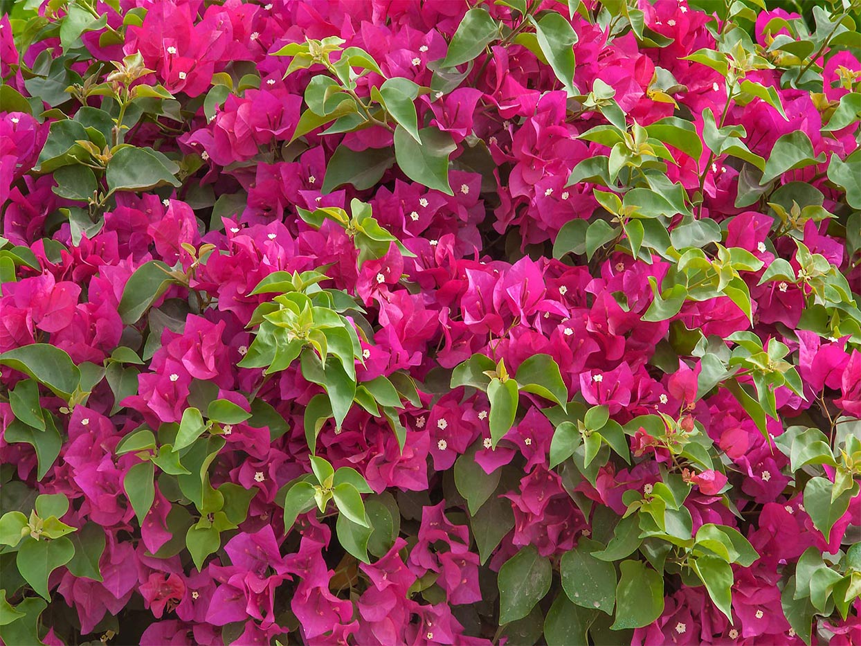 Bougainvillea spectabilis Willd