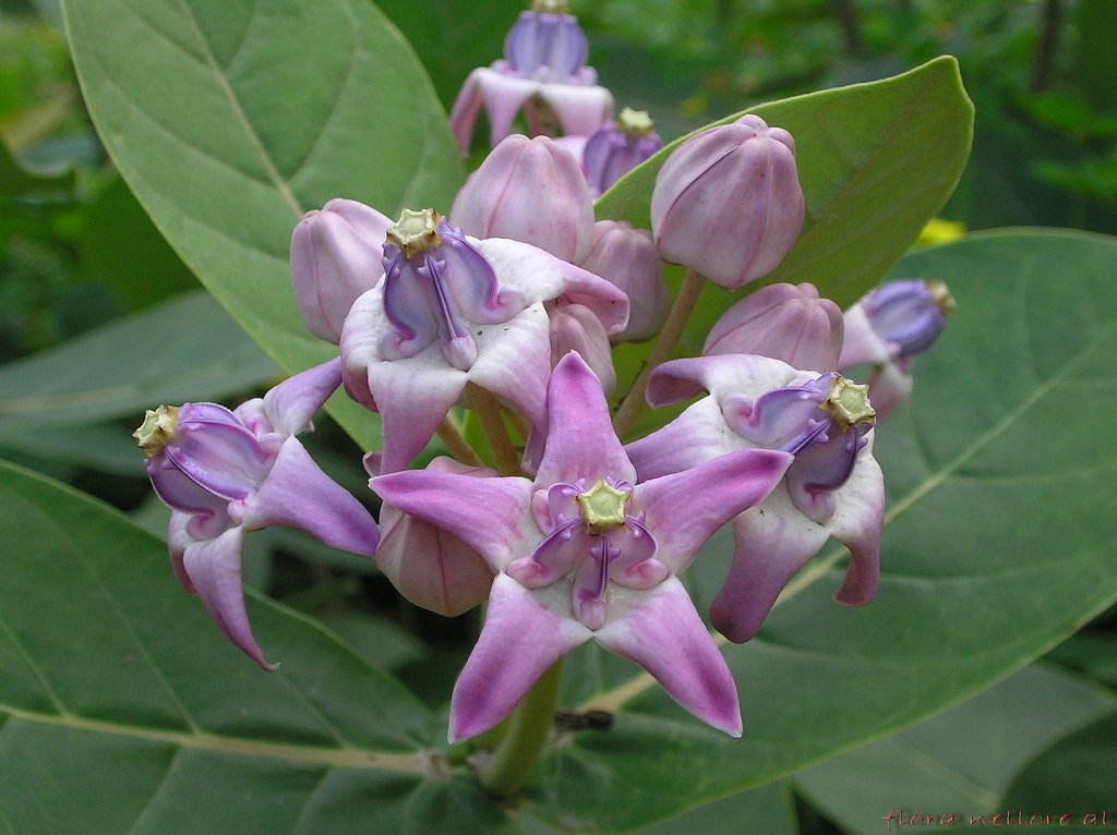 Calotropis gigantea (L.) R. Br.