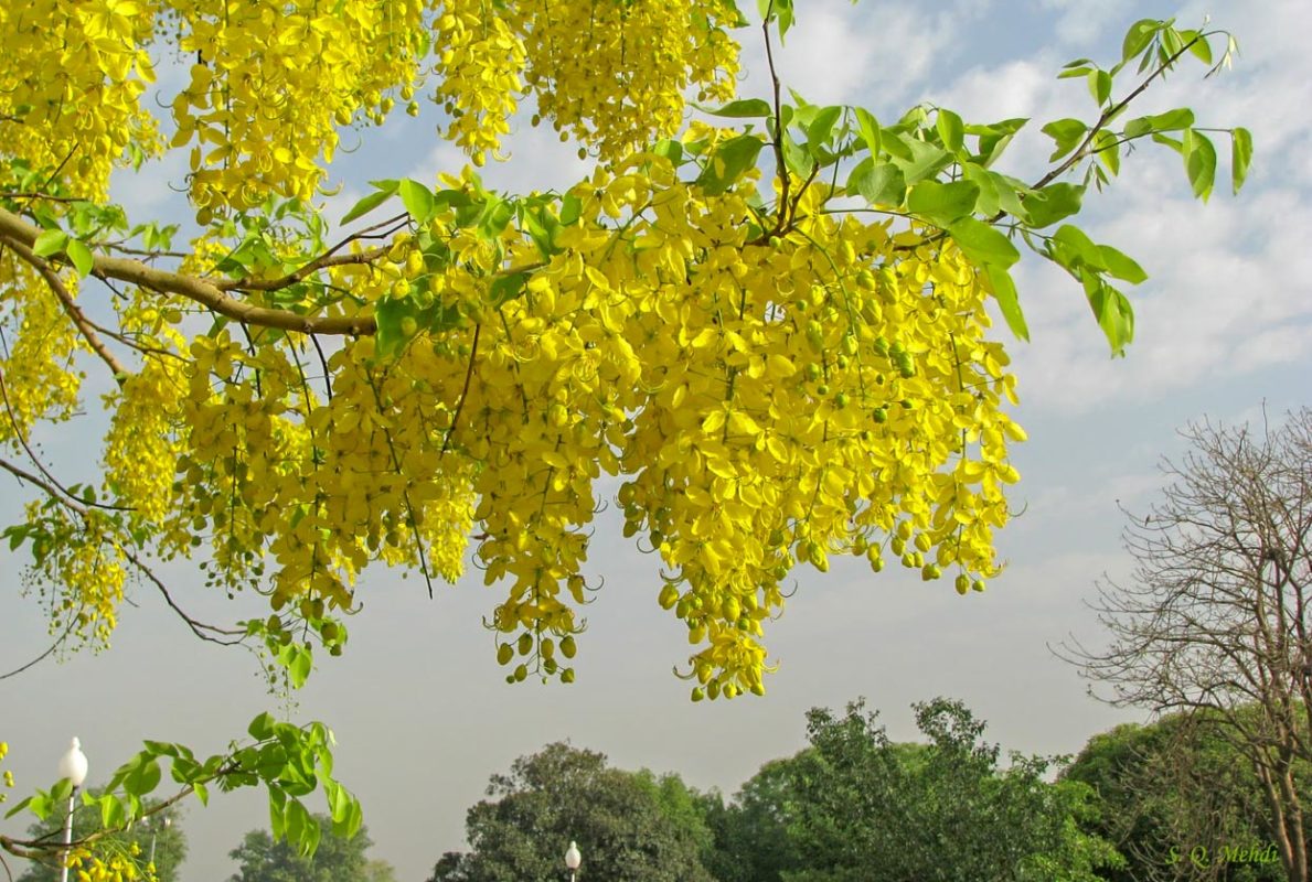 Cassia fistula L.