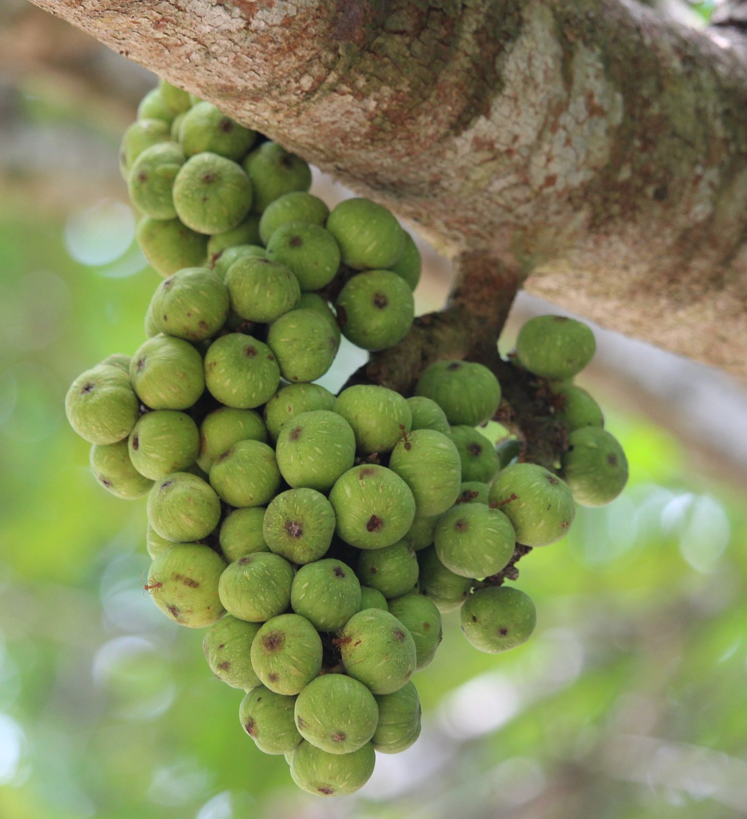 Ficus racemosa L.