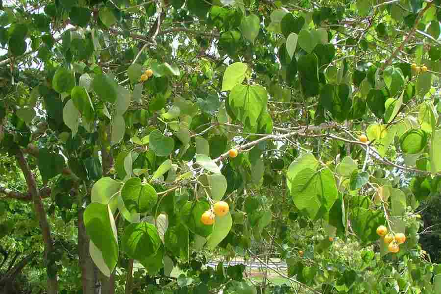 Gmelina arborea Roxb.