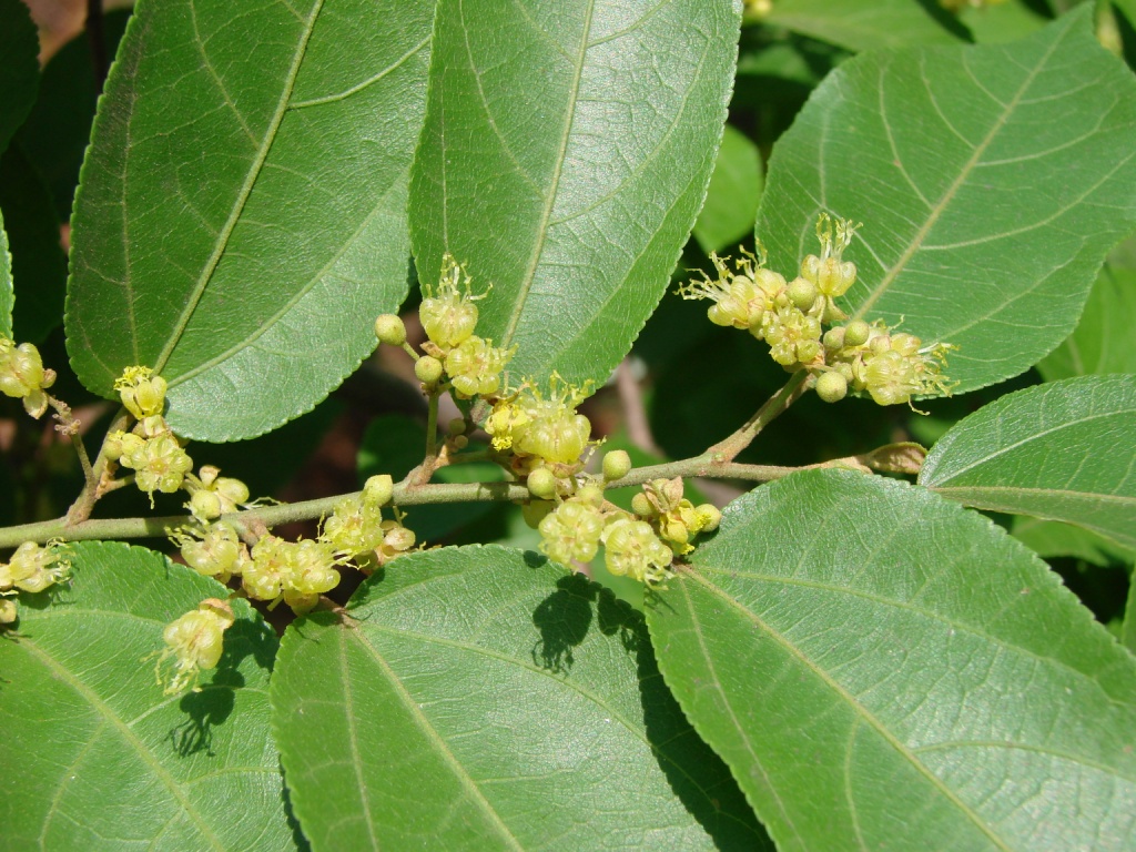 Guazuma ulmifolia Lam.