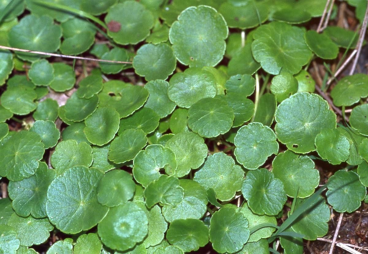 Hydrocotyle vulgaris L.