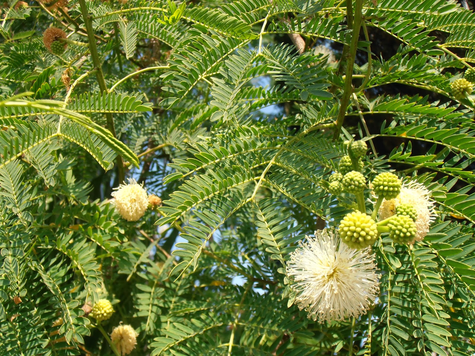 Leucaena leucocephala (Lam.) de Wit