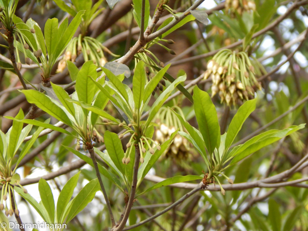 Madhuca longifolia (J.Koenig) J.F.Macbr.