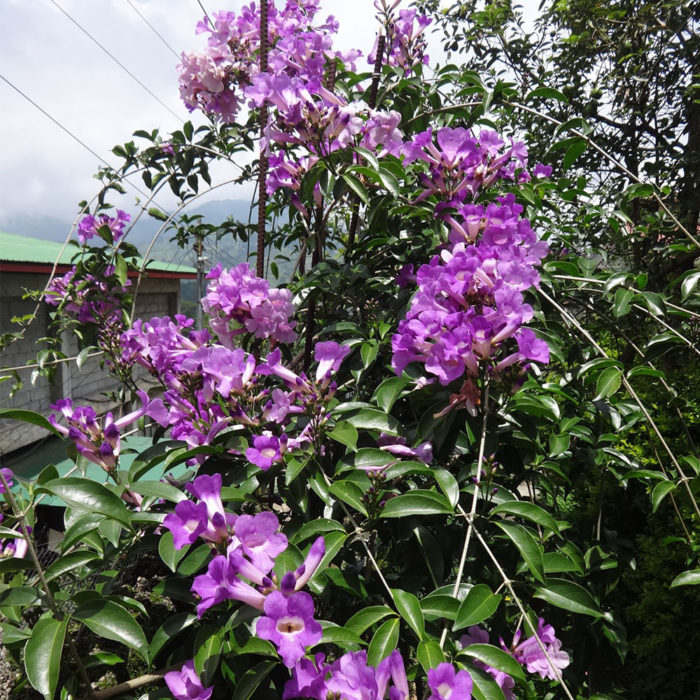 Mansoa alliacea (Lam.) A. H.Gentry