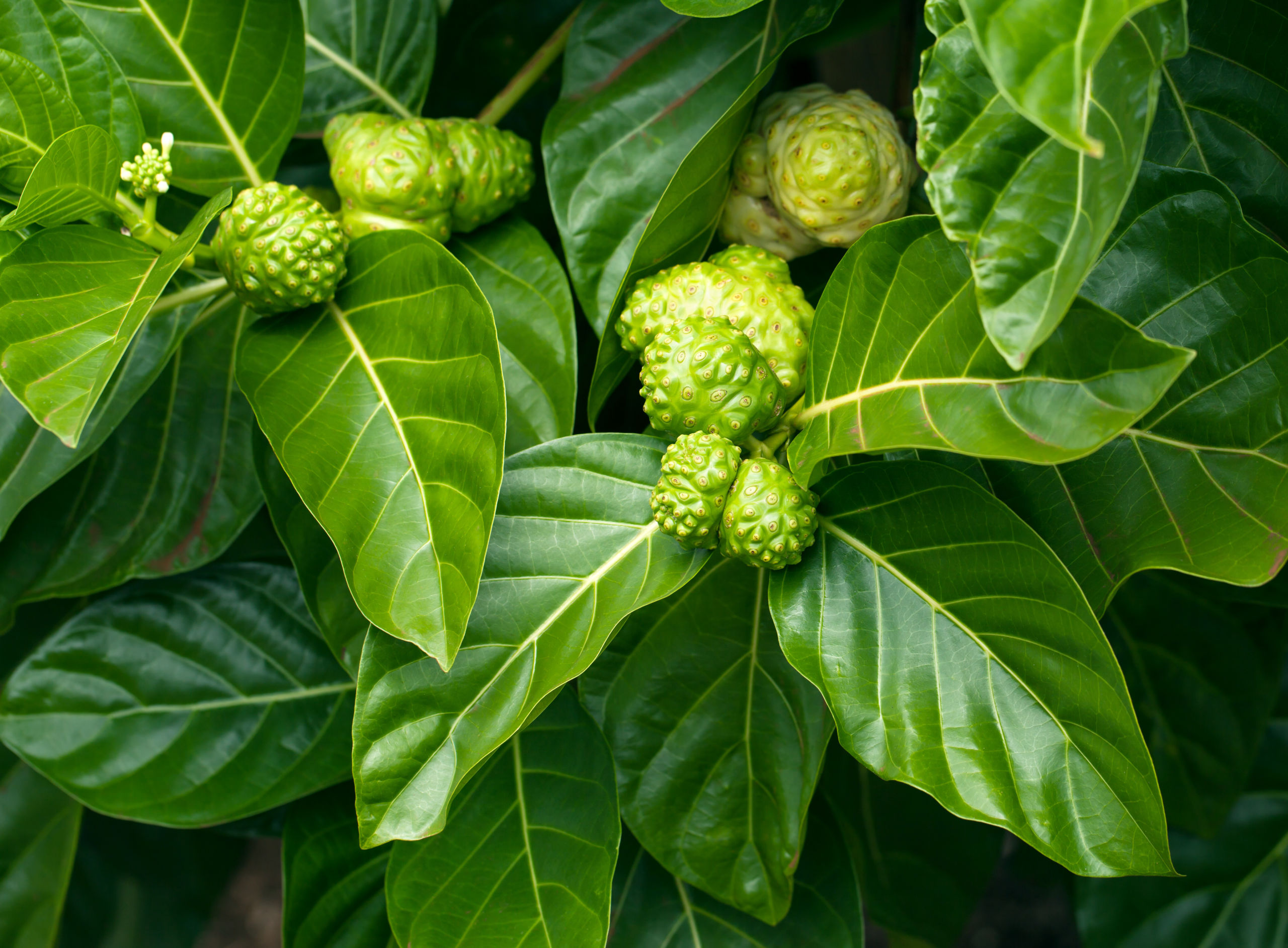 Morinda citrifolia L.