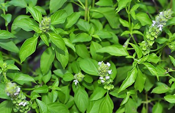 Ocimum x africanum Lour.