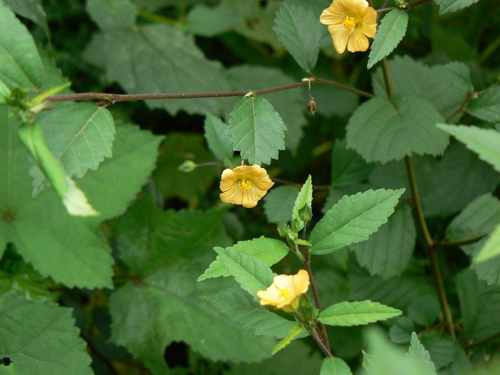 Sida rhombifolia L.