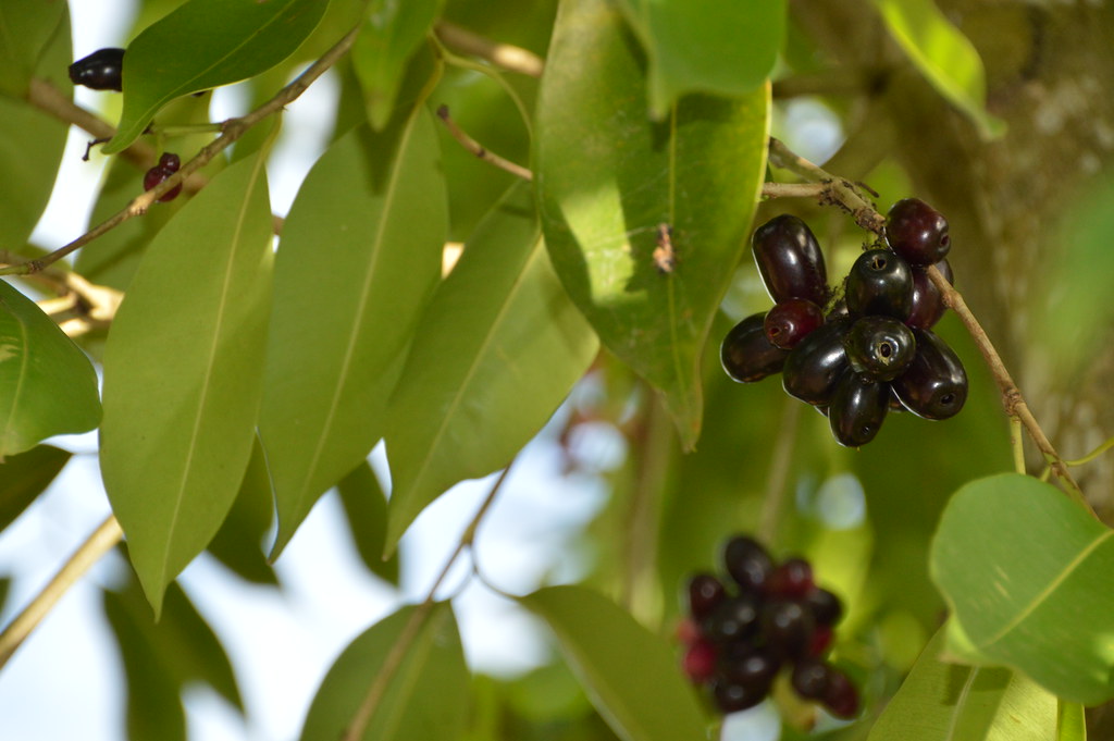 Syzygium cumini (L.) Skeels