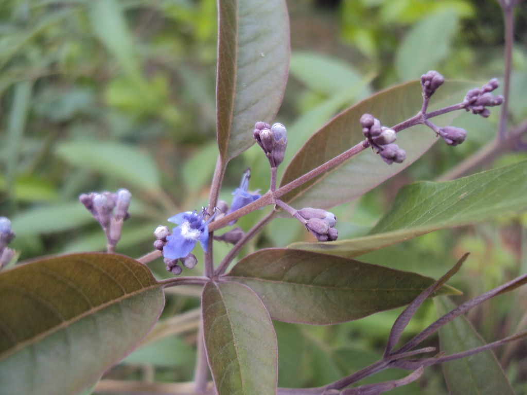 Vitex negundo L.