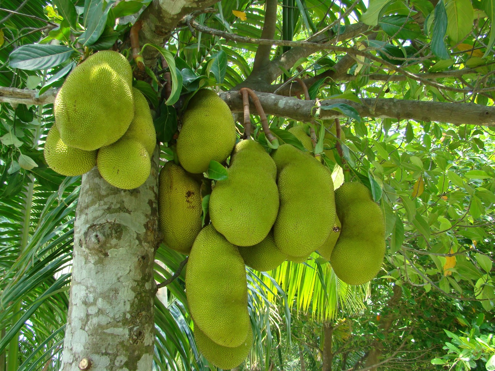 Artocarpus heterophyllus Lam.