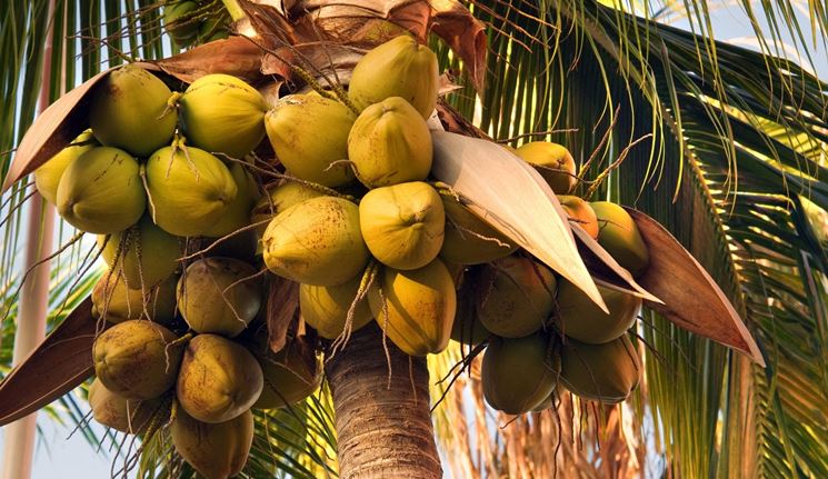 Cocos nucifera L