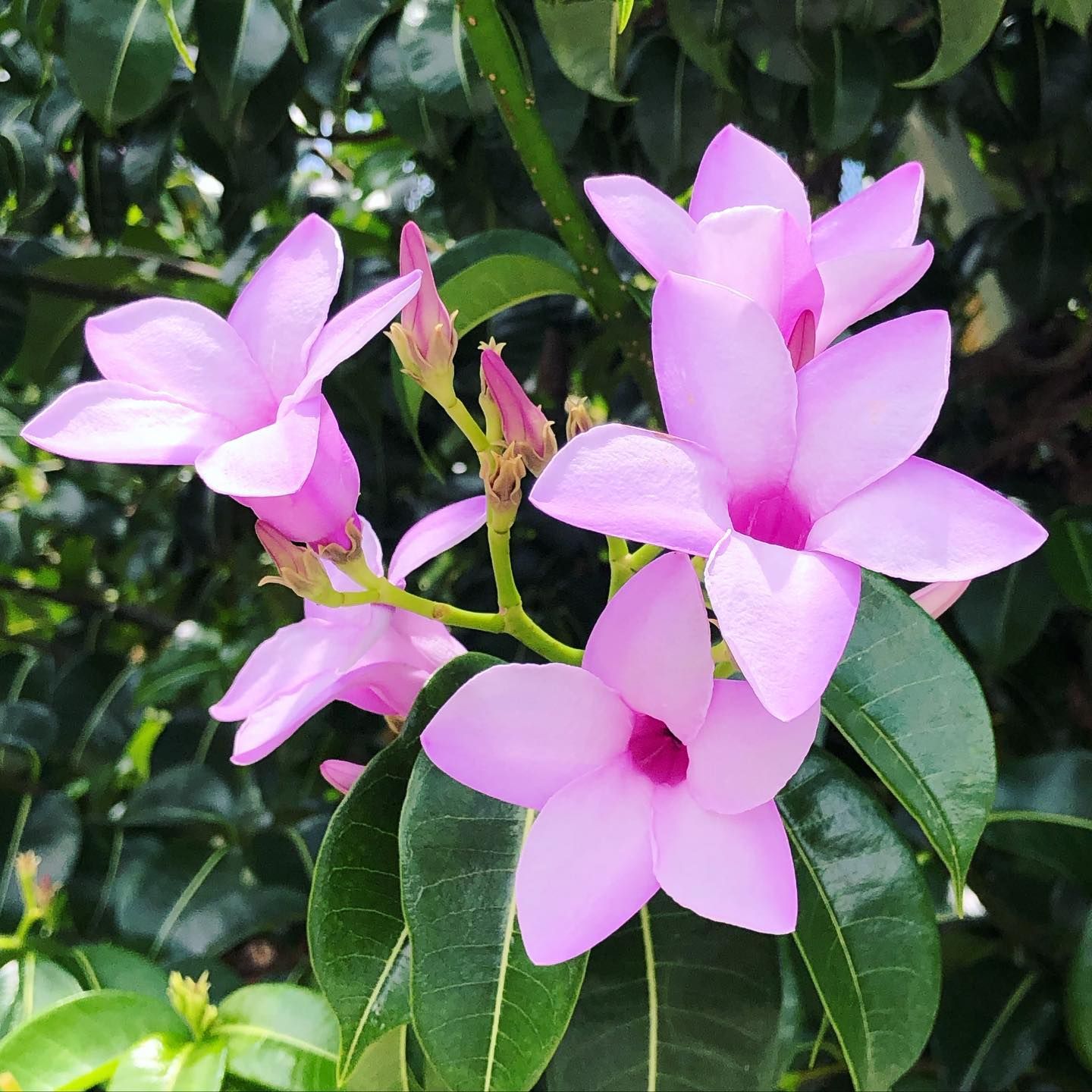 Cryptostegia grandiflora (R.Br.) Miers