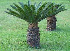 Cycas revoluta Thunb.