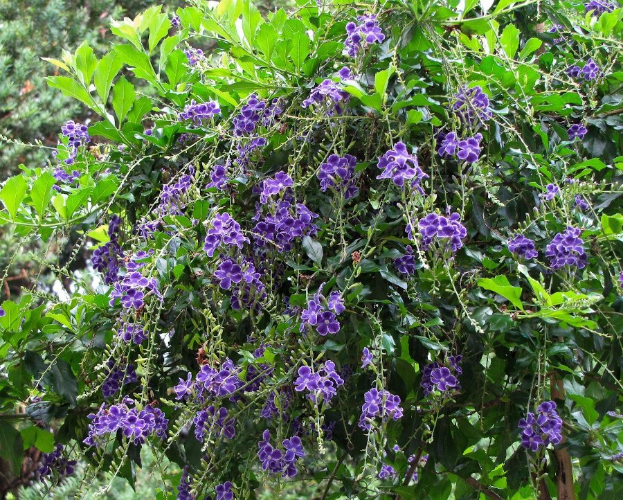 Duranta plumieri (L.)