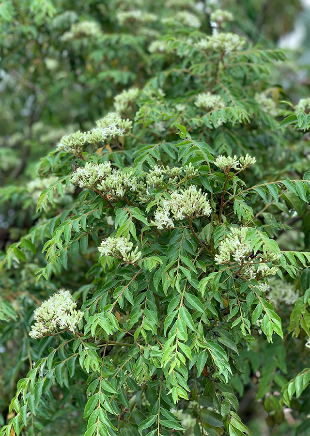 Murraya koenigii (L.) Spreng.   