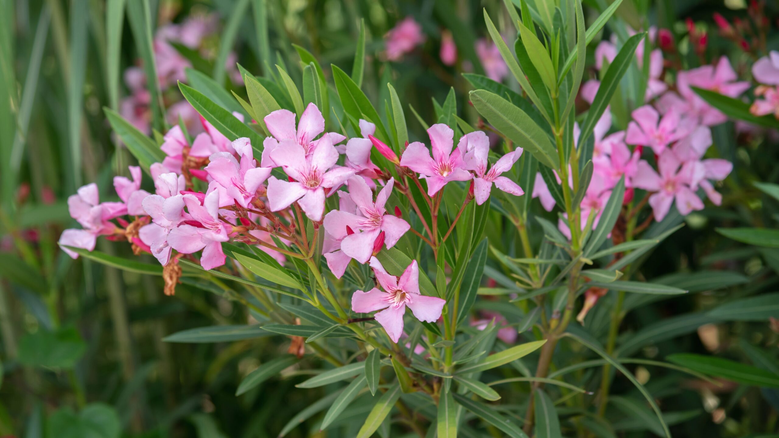 Nerium oleander L.