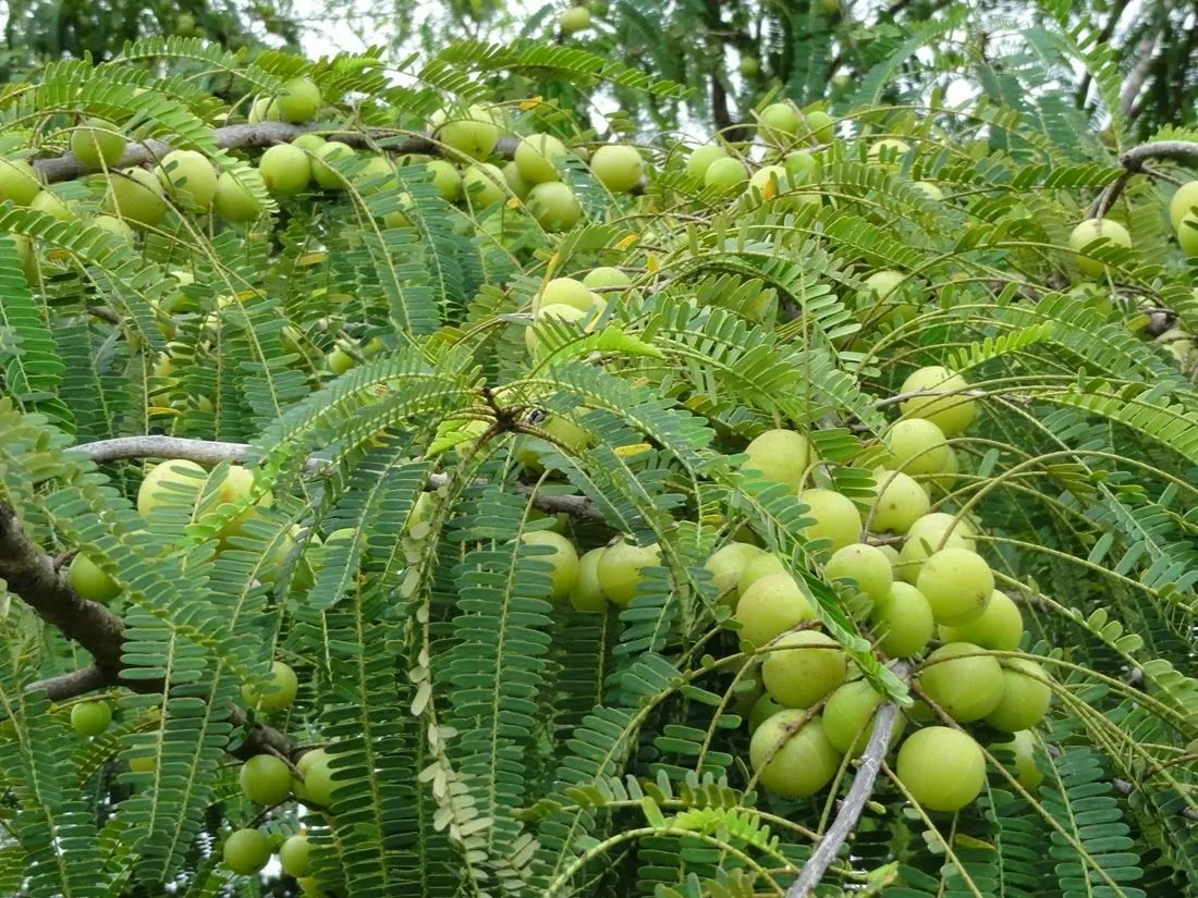 Phyllanthus emblica L