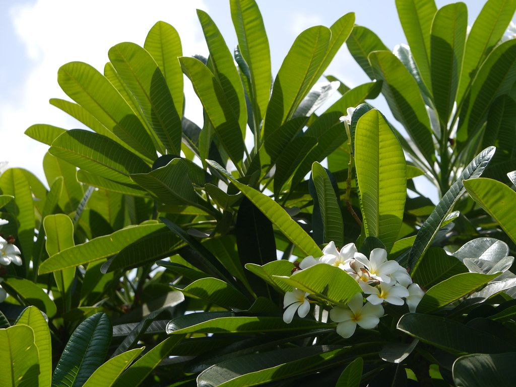 Plumeria obtusa L