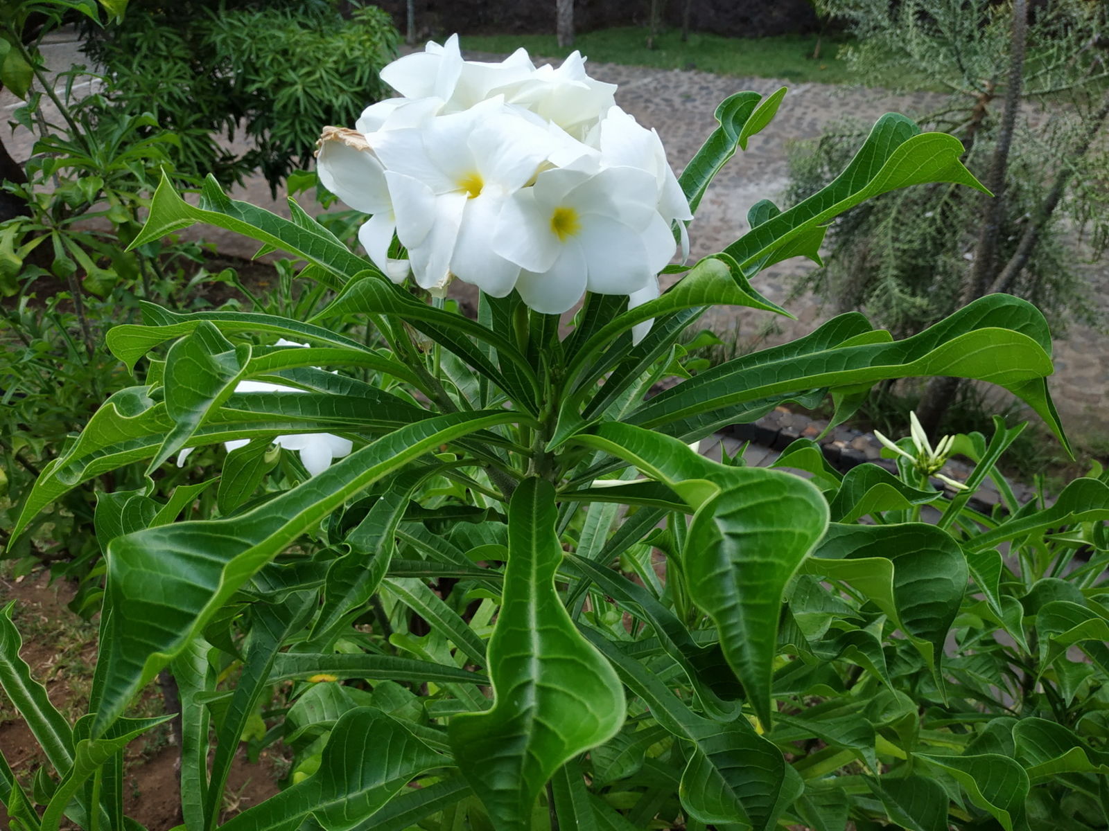 Plumeria caracasana J.R.Johnst