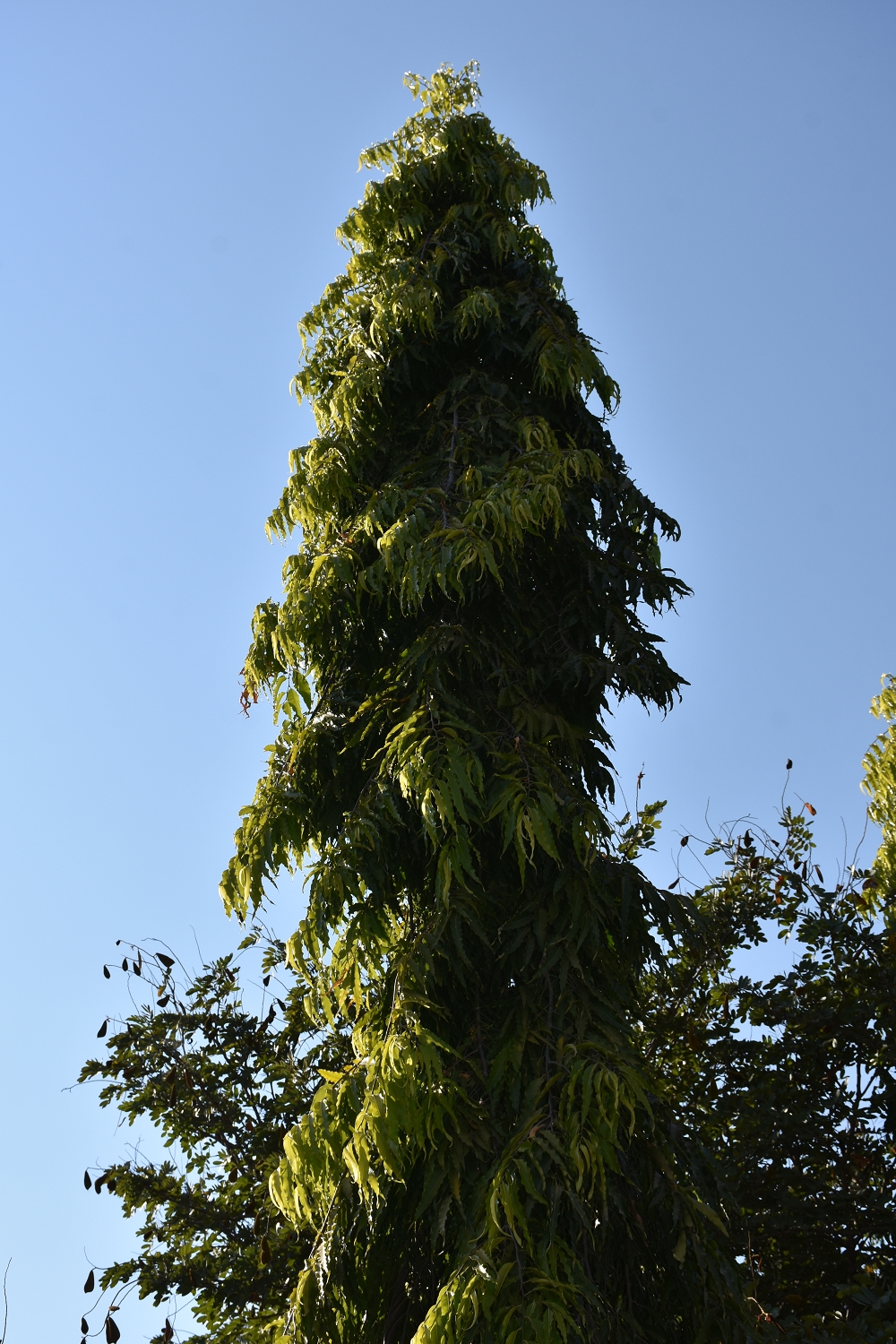 Polyalthia longifolia (Sonn.) Thwaites