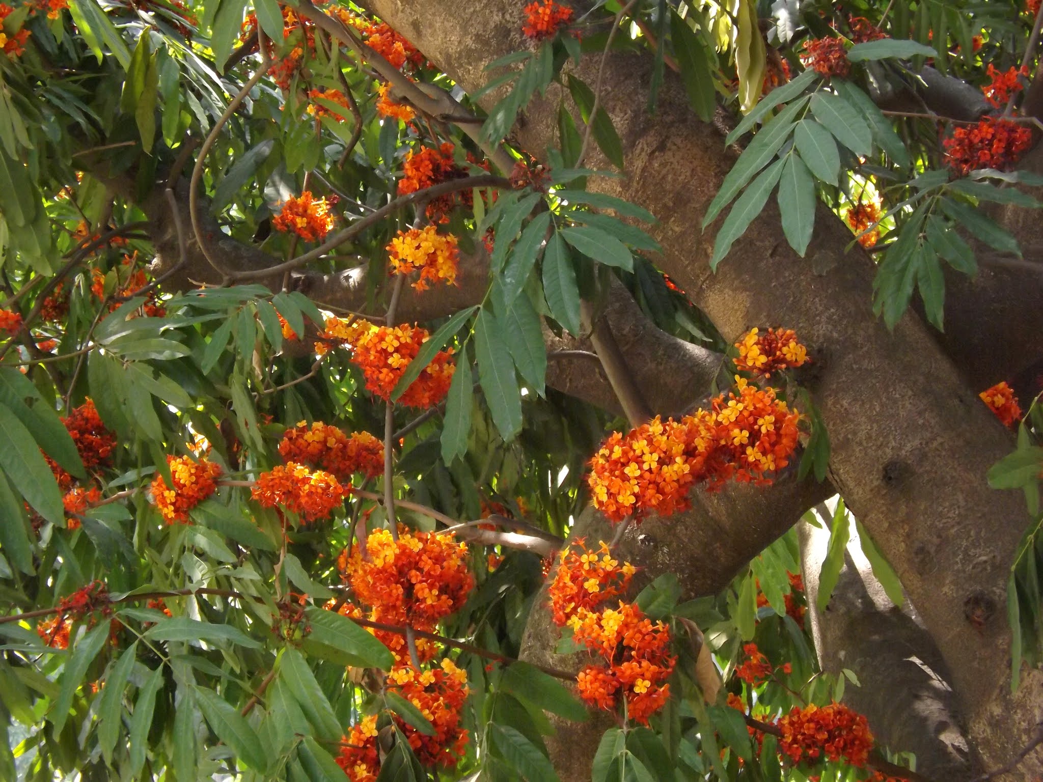 Saraca asoca (Roxb.) de Wilde