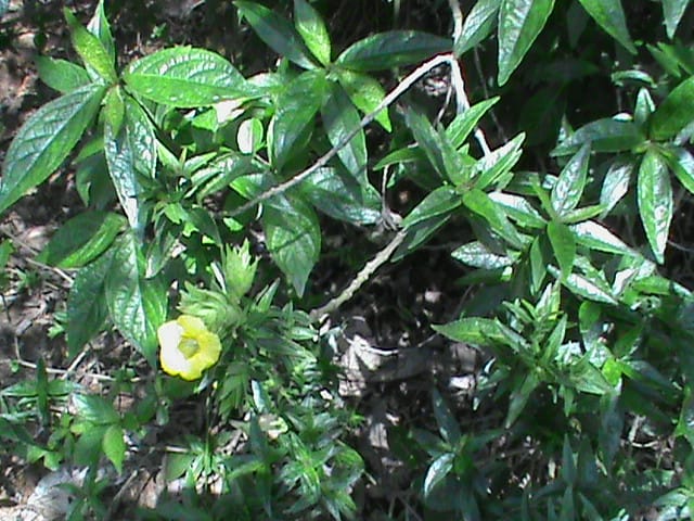 Strobilanthes ciliates Wall. ex Nees