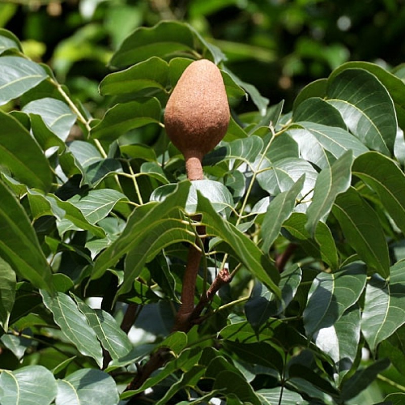 Swietenia mahagoni (L.)