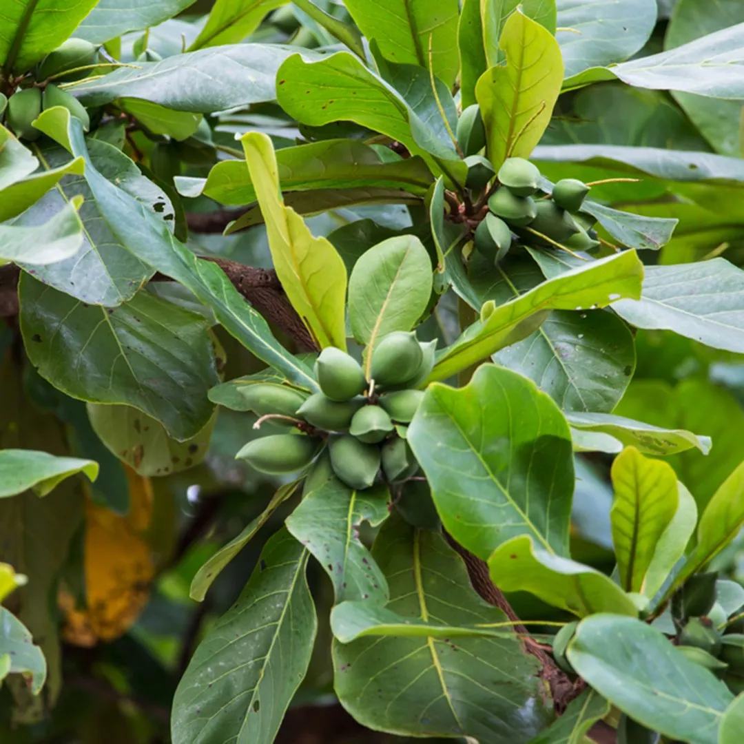 Terminalia catappa L.