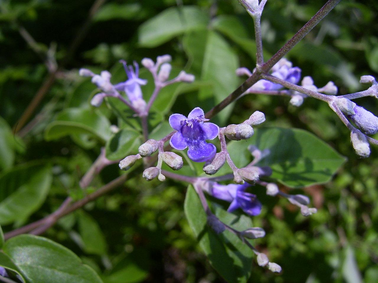 Vitex trifolia L.