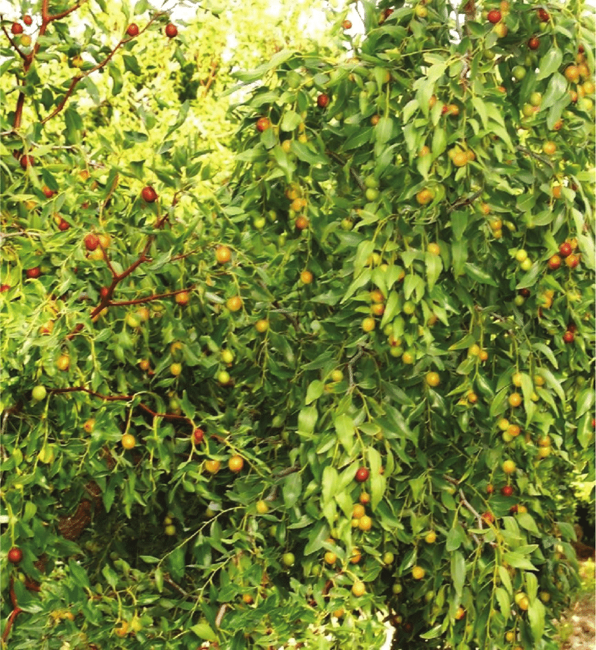 Ziziphus jujuba L.