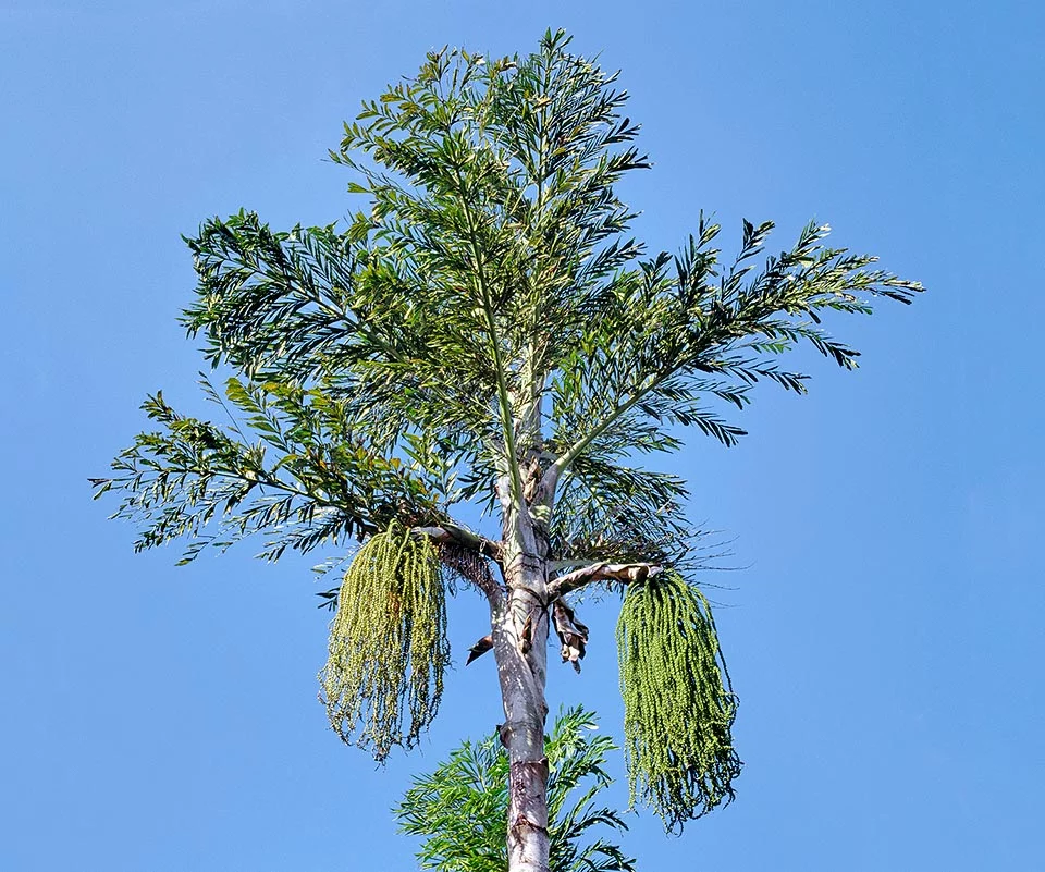 Caryota urens L