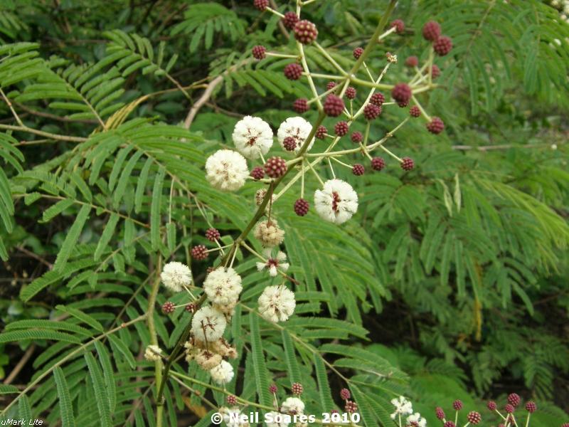 Acacia torta (Forssk.) Willd.