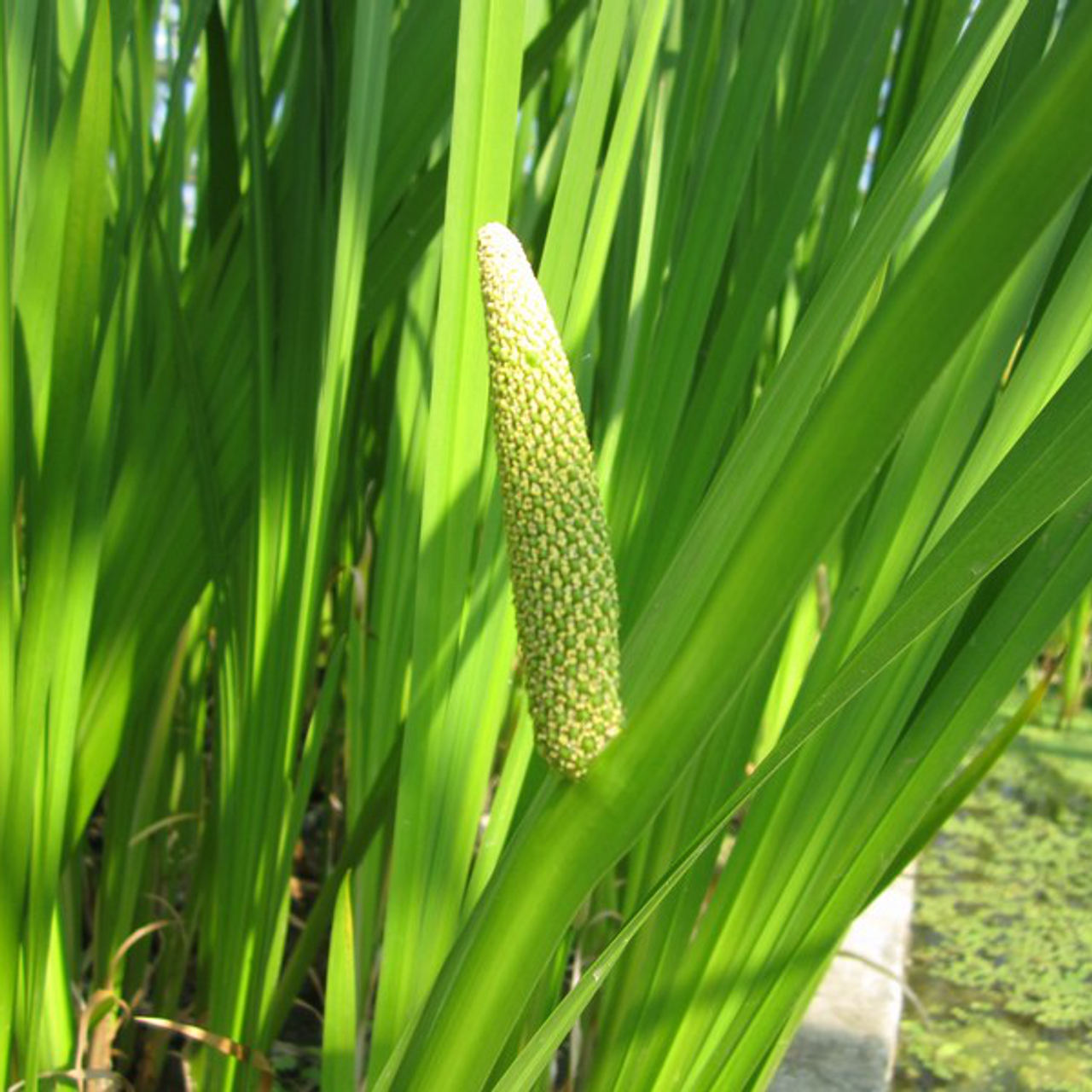 Acorus calamus L.