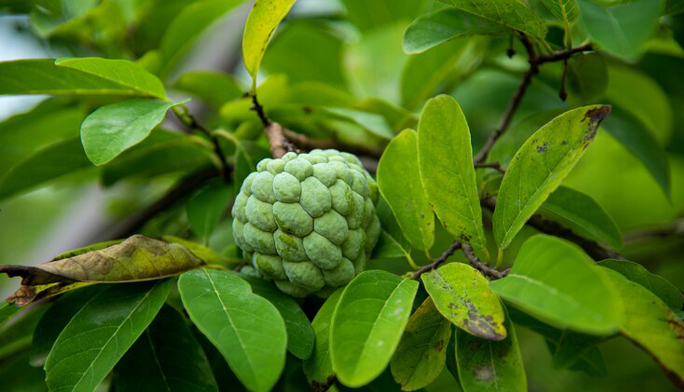 Annona squamosa L.