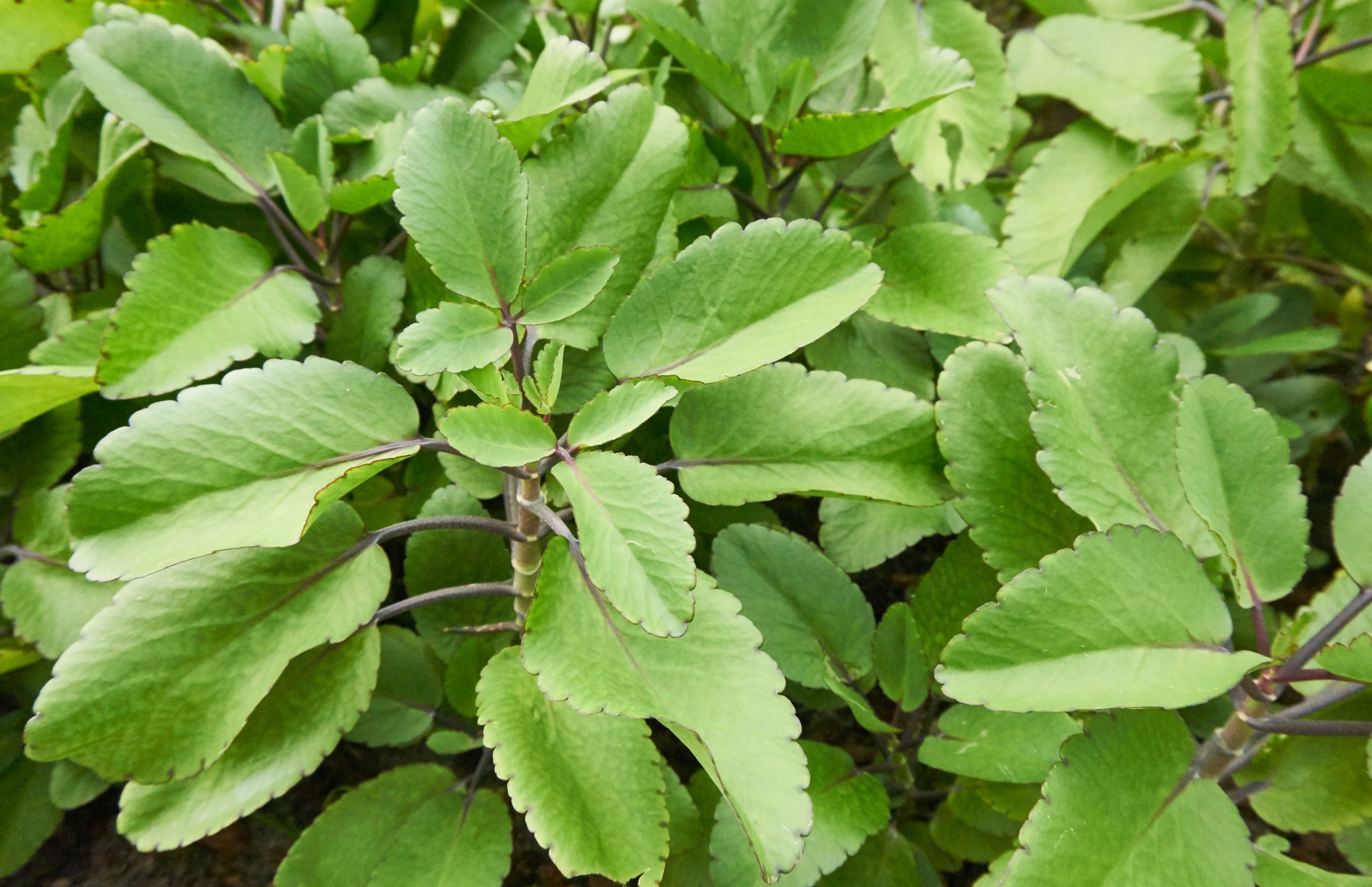 Bryophyllum pinnata (Lam.) Oken