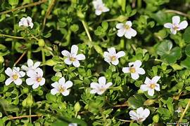 Bacopa monnieri (L.) Wettst.