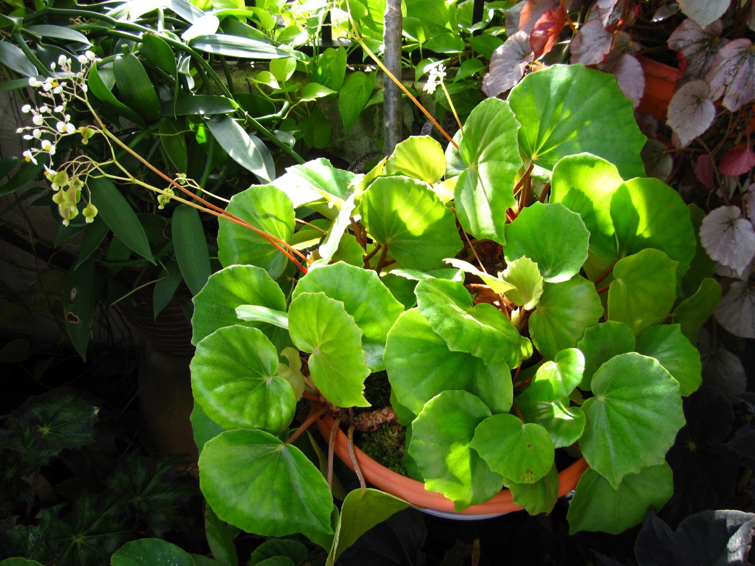 Bigonia floccifera Bedd.