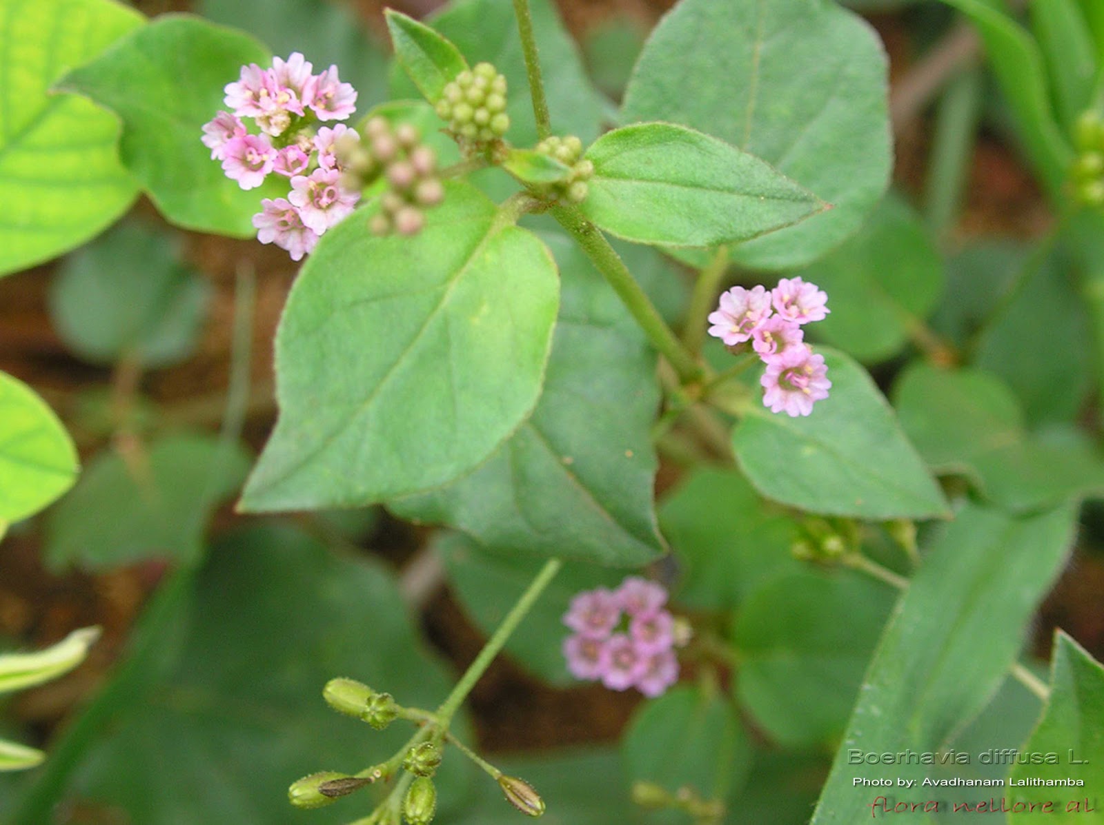 Boerhavia diffusa L.