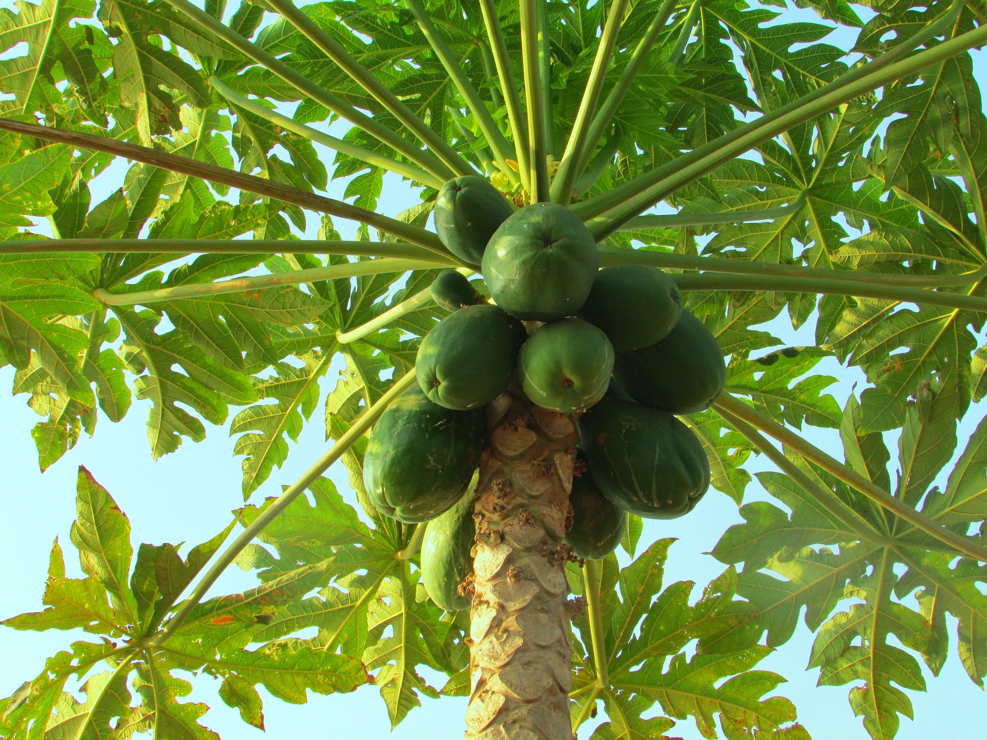 Carica papaya L.