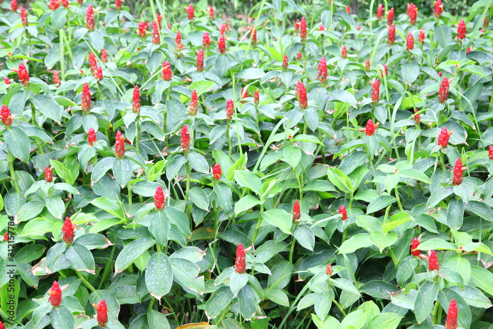 Costus speciosus