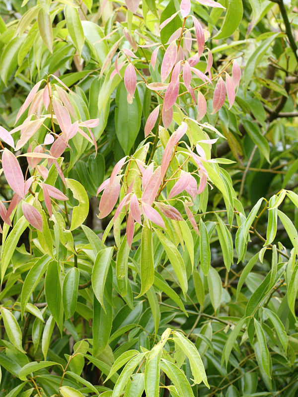 Cinnamomum zeylanicum (Blume) Nees