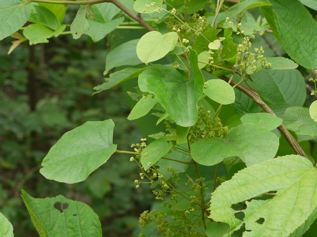 Cissampelos pareira L.