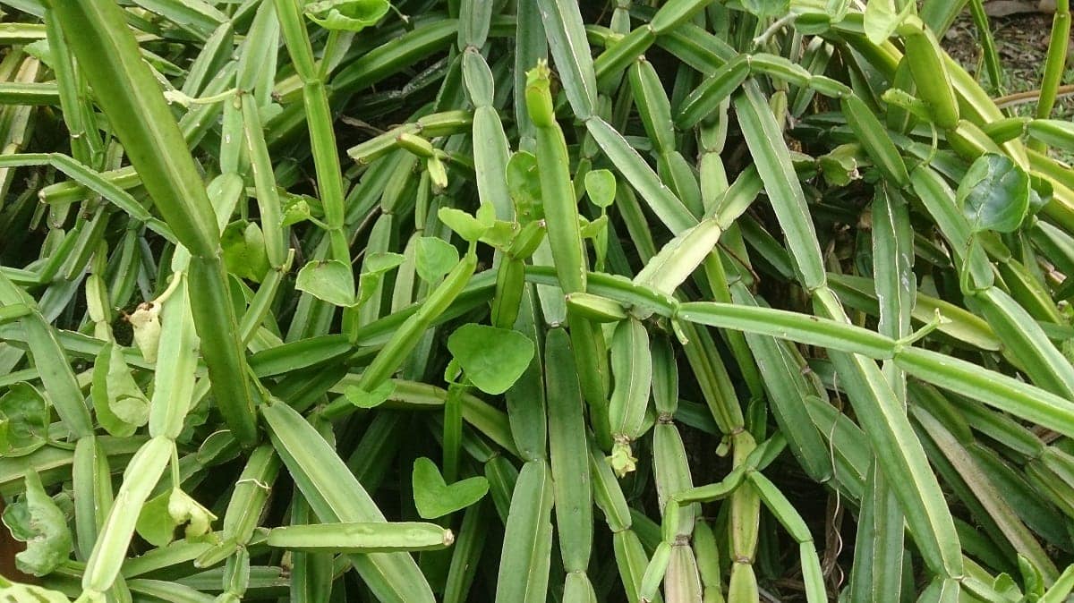 Cissus quadrangularis L.